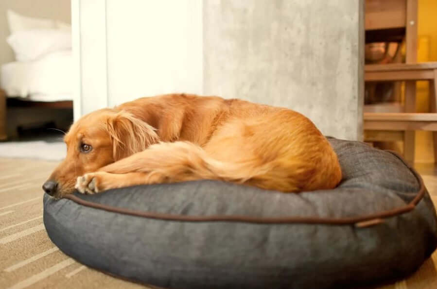 Golden retriever lounging on a P.L.A.Y. Urban Denim Round Bed in a cozy indoor setting.