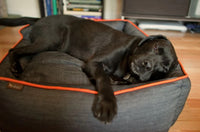 Black dog resting comfortably on P.L.A.Y. Denim Lounge Bed with vibrant orange piping.