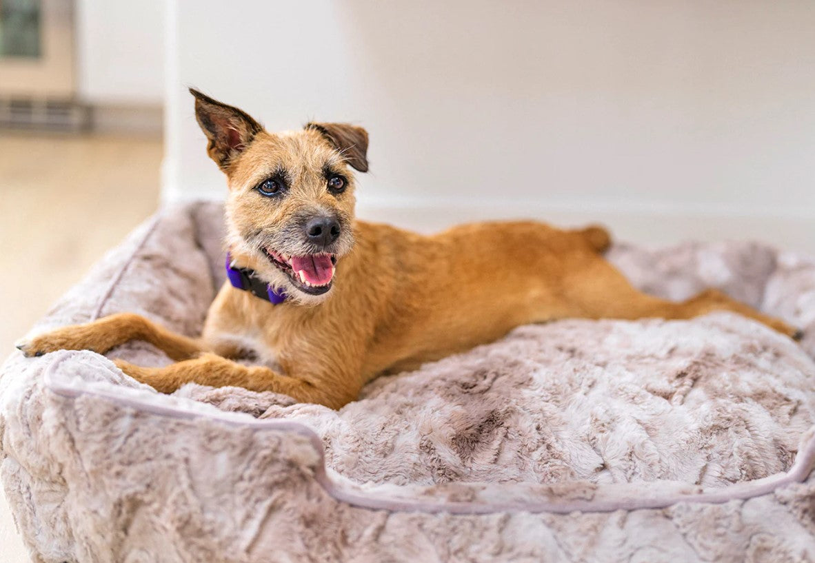 Small brown dog lounging on a faux fur Dreamland Lounge Bed, enjoying plush comfort and high sides for extra support.