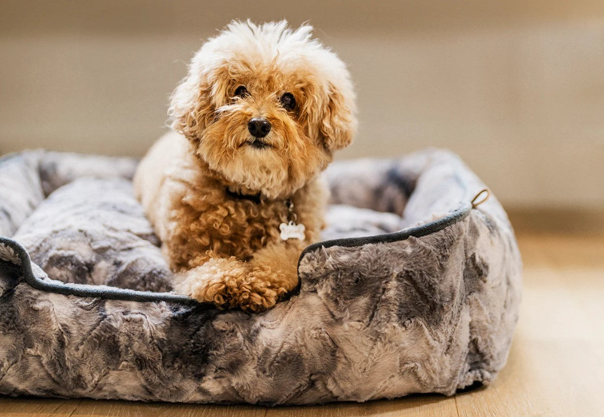 Small dog resting on a plush faux fur P.L.A.Y. Dreamland Lounge Bed