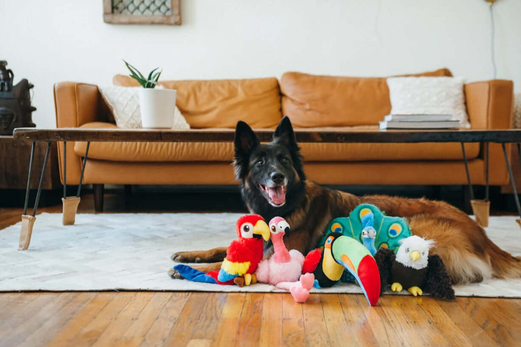 Dog with P.L.A.Y. Fetching Flock Plush Toy Collection featuring bird toys on living room floor.