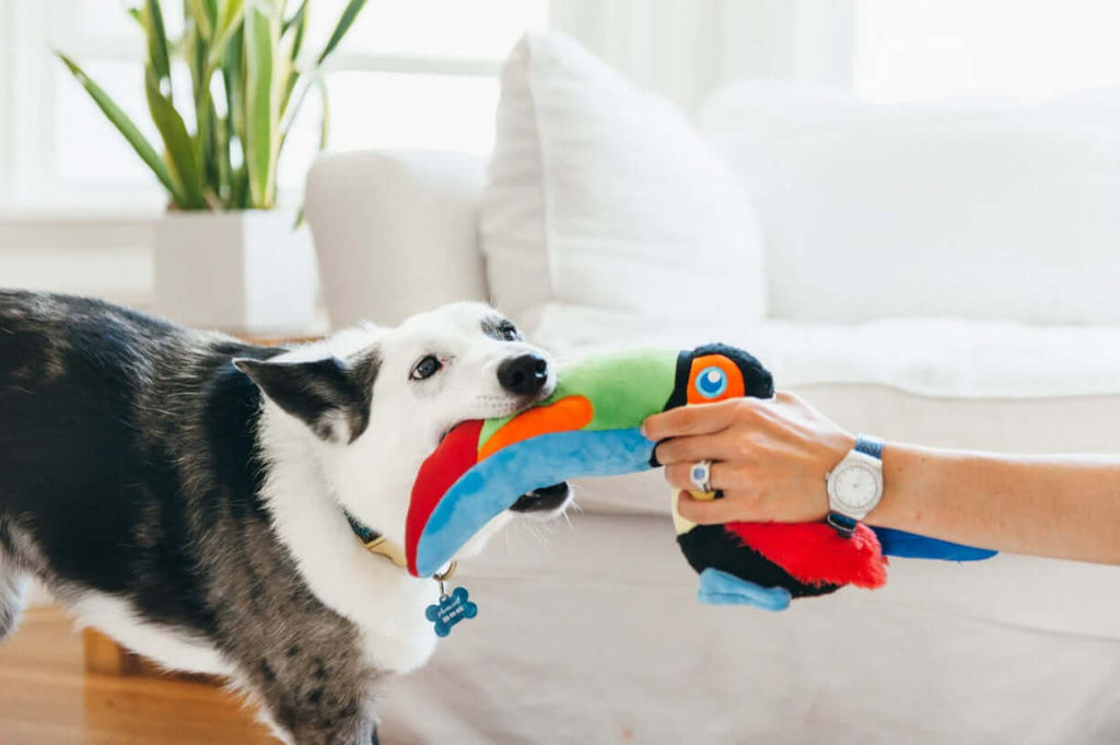 Dog playing with P.L.A.Y. Fetching Flock Toucan plush toy in a living room setting.