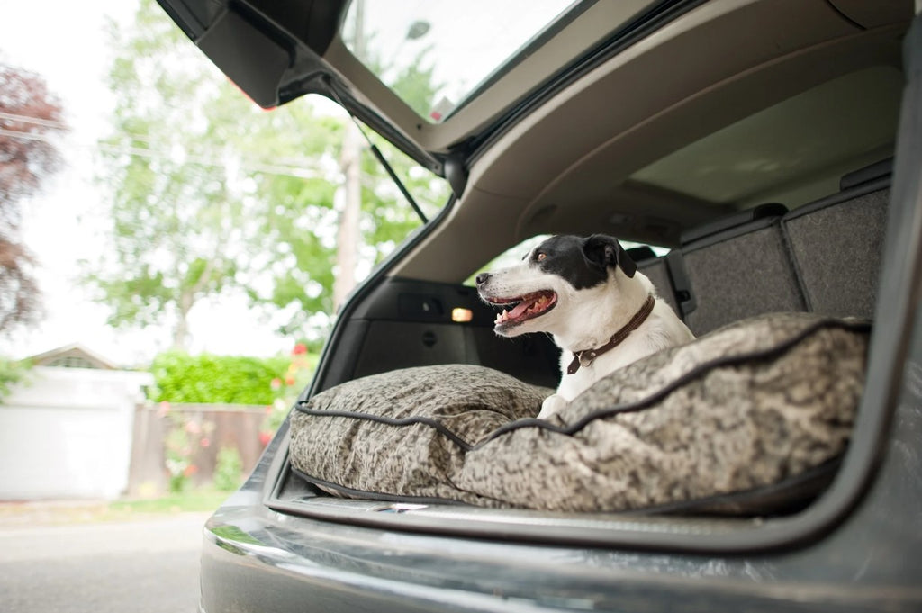 Dog sitting on a comfortable rectangle-shaped dog bed with playful fabric in the back of a car.