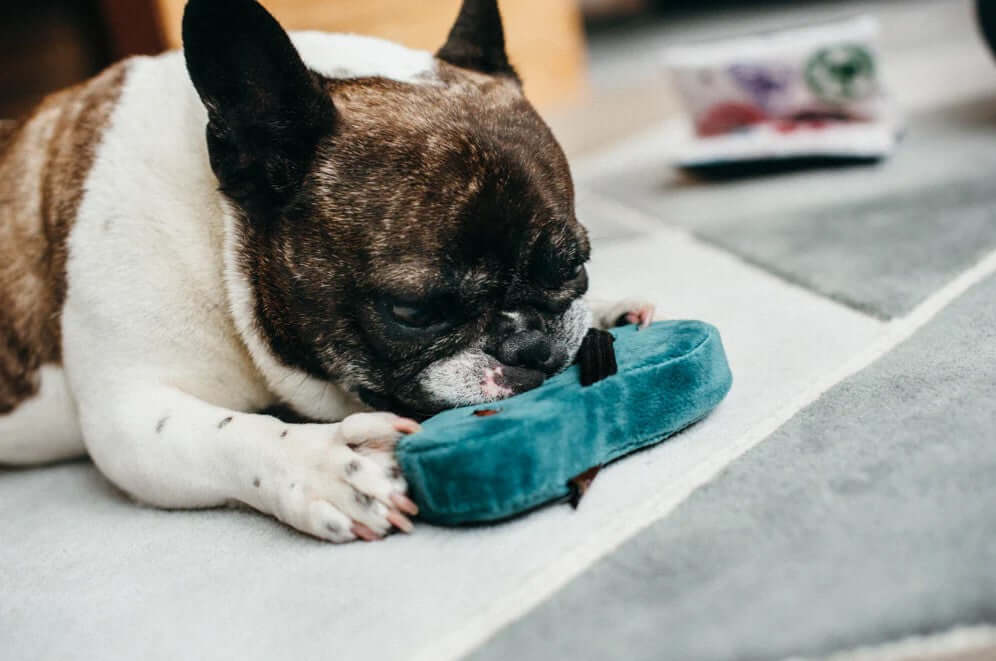 French Bulldog enjoys chewing on a plush Pucci Sandal toy from the P.L.A.Y. Globetrotter Toy Set in a cozy living room.