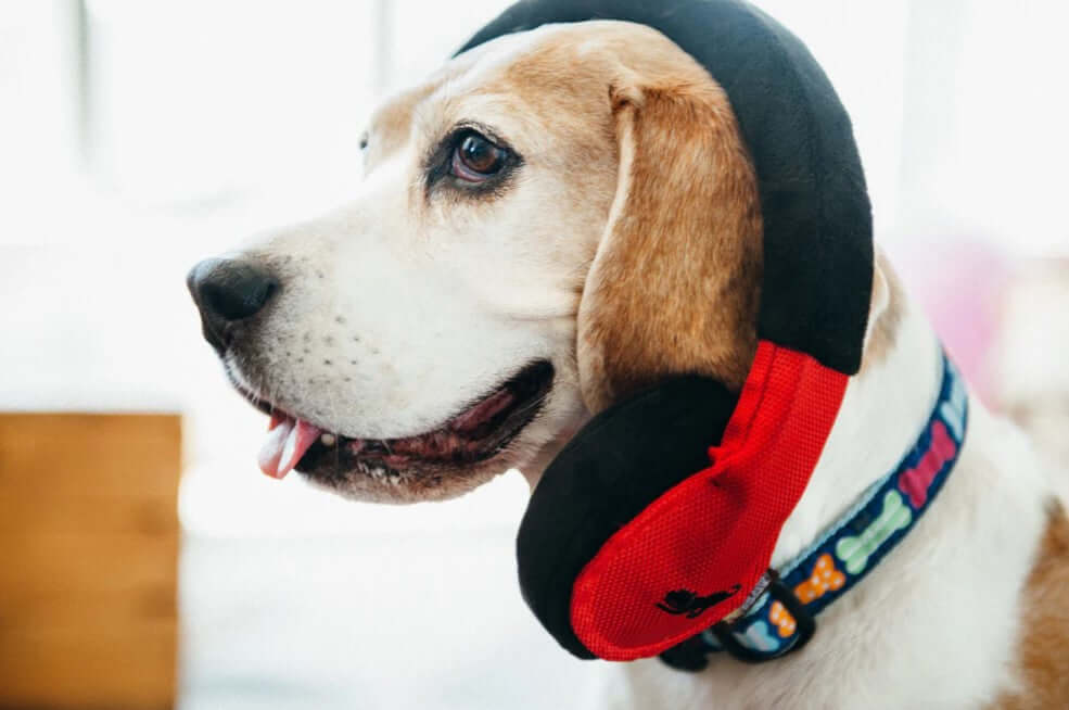 Beagle wearing plush headphones from P.L.A.Y. Globetrotter Toy Set, featuring a colorful bone-patterned collar.