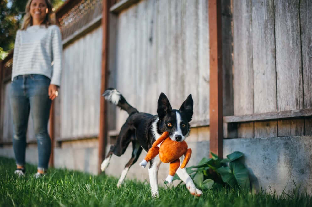 Dog joyfully playing with plush turkey toy from holiday classic set in yard, owner in background, enhancing festive pet fun.