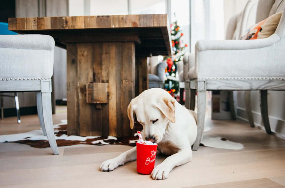 Dog with Christmas toy cup in cozy holiday setting next to a decorated tree.