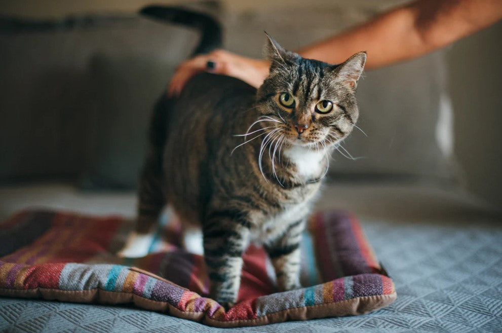 Tabby cat standing on a colorful Horizon Chill Pad, enjoying a gentle petting session