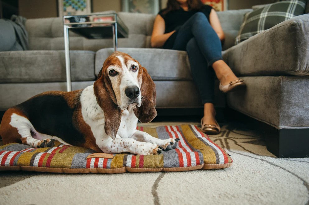 Basset Hound resting on P.L.A.Y Horizon Chill Pad in living room with person sitting on couch in background