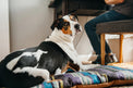Dog lying on a P.L.A.Y Chill Pad from the Horizon Series near a desk with person sitting nearby