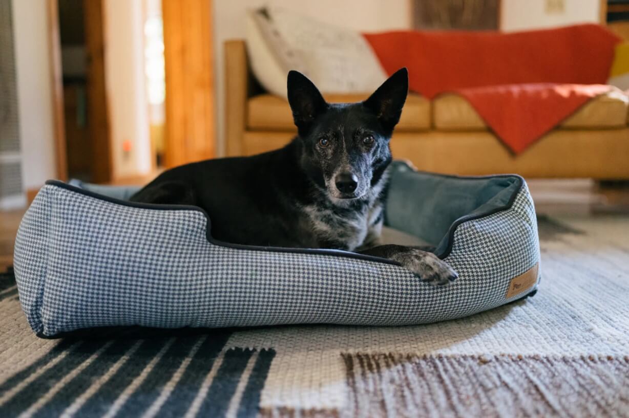 Dog lounging in P.L.A.Y. Houndstooth Lounge Bed in a cozy living room