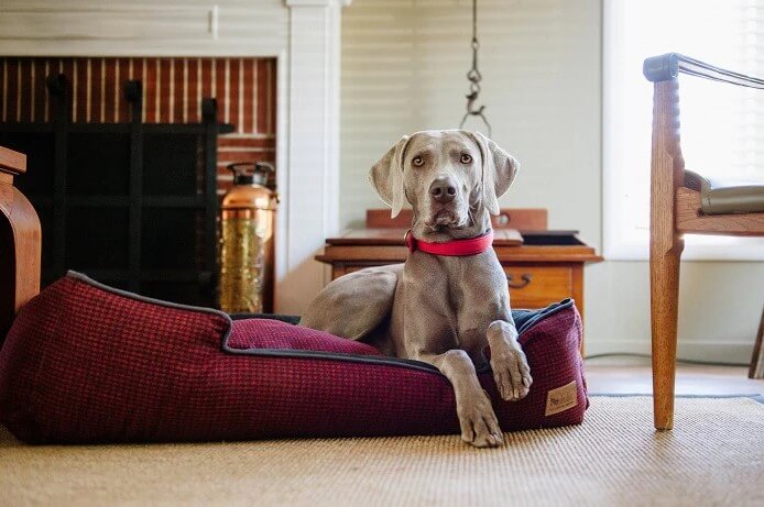 Dog lounging on a P.L.A.Y. Houndstooth Lounge Bed in a cozy living room.