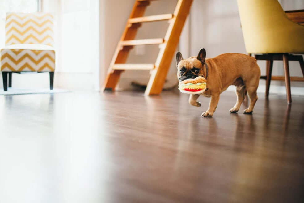 French bulldog playing indoors with a plush taco toy from the P.L.A.Y. International Classic Toy Collection.