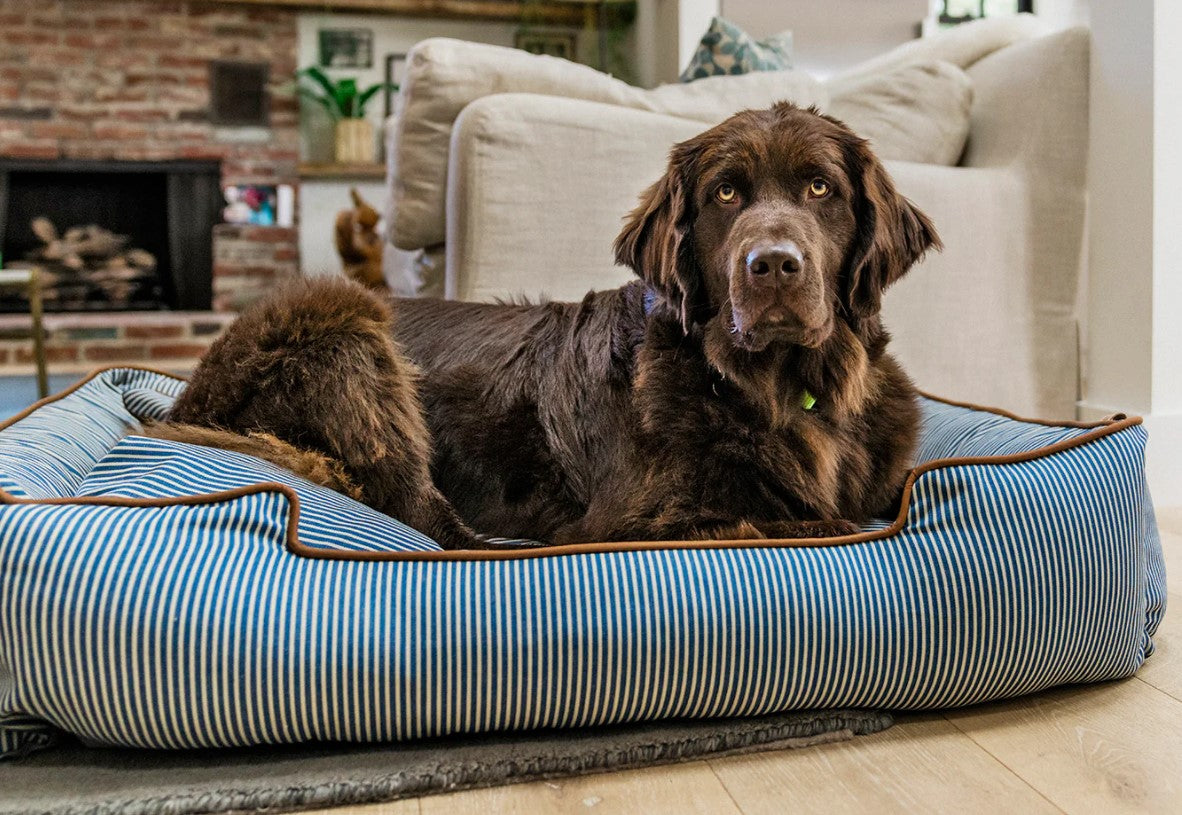 Large dog resting comfortably in a bolster style Manhattan Lounge Bed with raised sides and plush headrest.