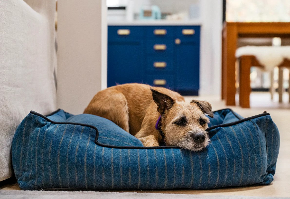 Dog relaxing on a P.L.A.Y. Manhattan Lounge Bed, a bolster style dog bed, in a cozy home environment.