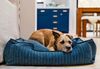 Dog relaxing on a P.L.A.Y. Manhattan Lounge Bed, a bolster style dog bed, in a cozy home environment.