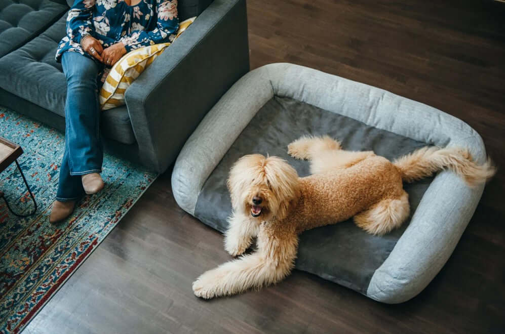 Large dog relaxing on P.L.A.Y. California Dreaming Memory Foam Lounger Bed next to a person on a couch.