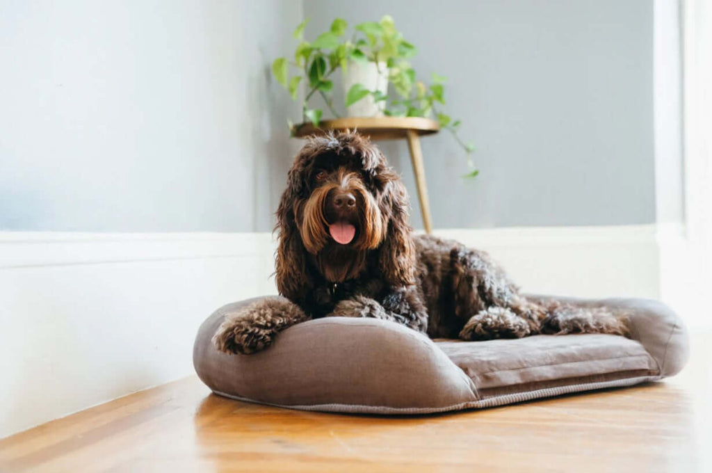 Dog relaxing comfortably on a P.L.A.Y. California Dreaming Memory Foam Lounger Bed.