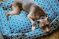 Dog relaxing on the P.L.A.Y. Moroccan Lounge Bed with intricate blue and white patterns, made from 100% natural cotton fabric.