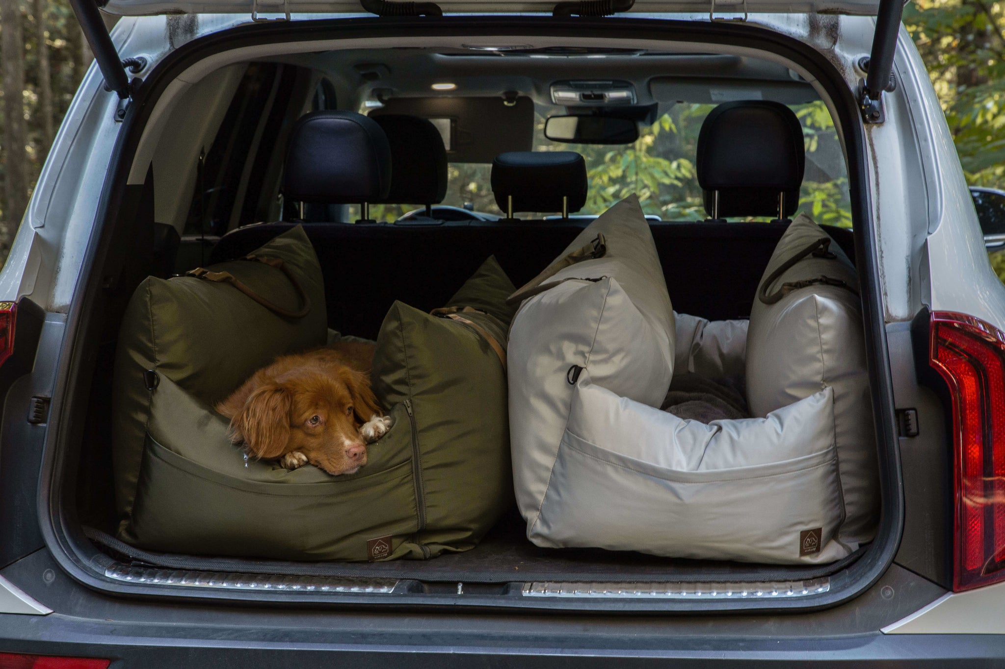 2 dogs in tailgate of car in travel beds