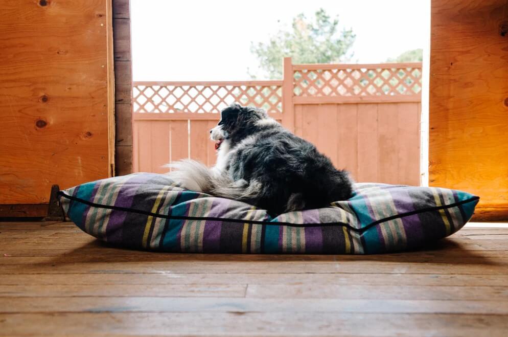 Dog lounging on P.L.A.Y. Horizon Pillow Bed with colorful stripes in cozy cabin setting