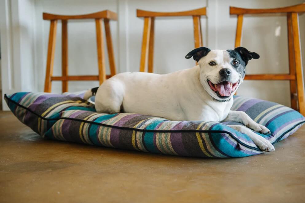 Dog lounging on P.L.A.Y. Horizon Pillow Bed with vibrant stripes, perfect for cozy cabins or beachside retreats.