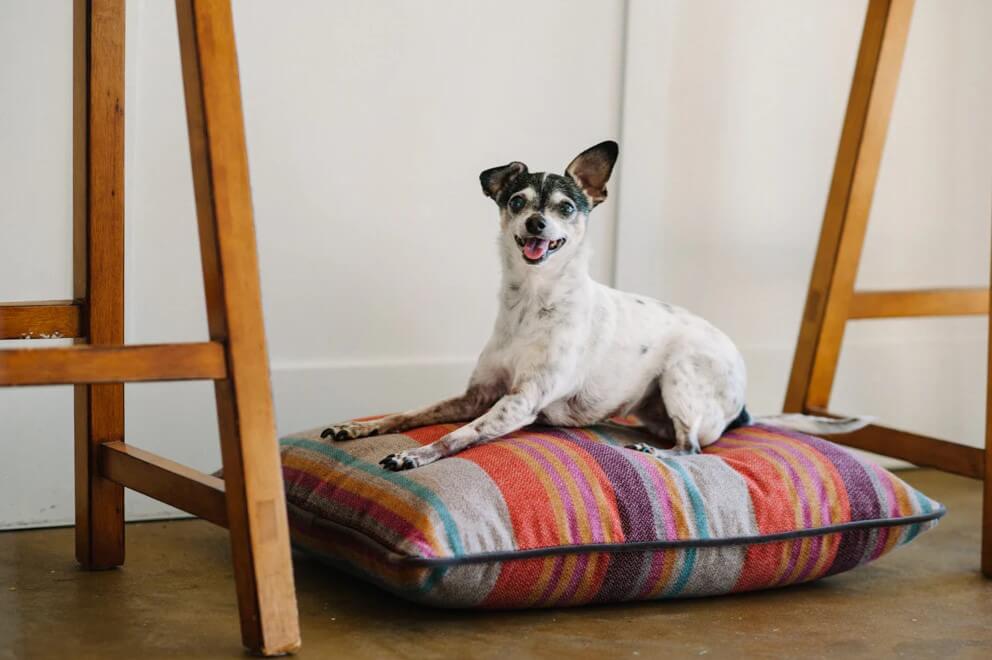 Small dog resting on colorful P.L.A.Y. Horizon Pillow Bed with rich earthy hues and durable woven fabric, perfect for cozy retreats.