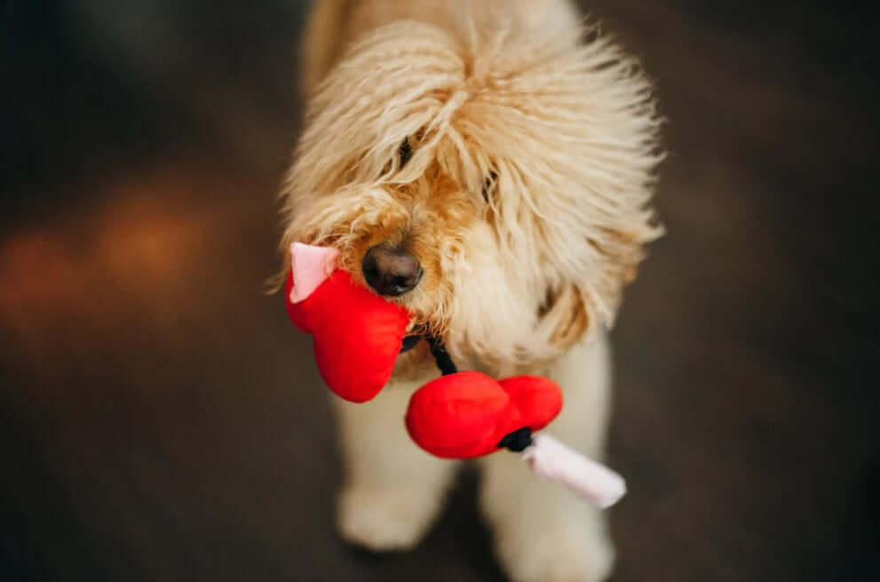 Fluffy dog playing with heart-shaped toy from P.L.A.Y. Puppy Love Toy Set, featuring an arrow through the hearts.