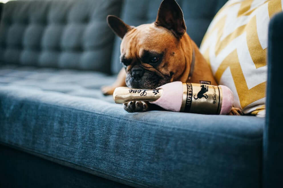 French Bulldog playing with P.L.A.Y. Puppy Love champagne bottle toy on a blue sofa.