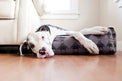 Great Dane lounging on P.L.A.Y. Royal Crest Lounge Bed with Victorian-style royal crest print and plush black suede
