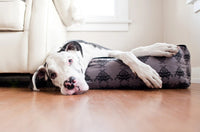 Great Dane lounging on P.L.A.Y. Royal Crest Lounge Bed with Victorian-style royal crest print and plush black suede