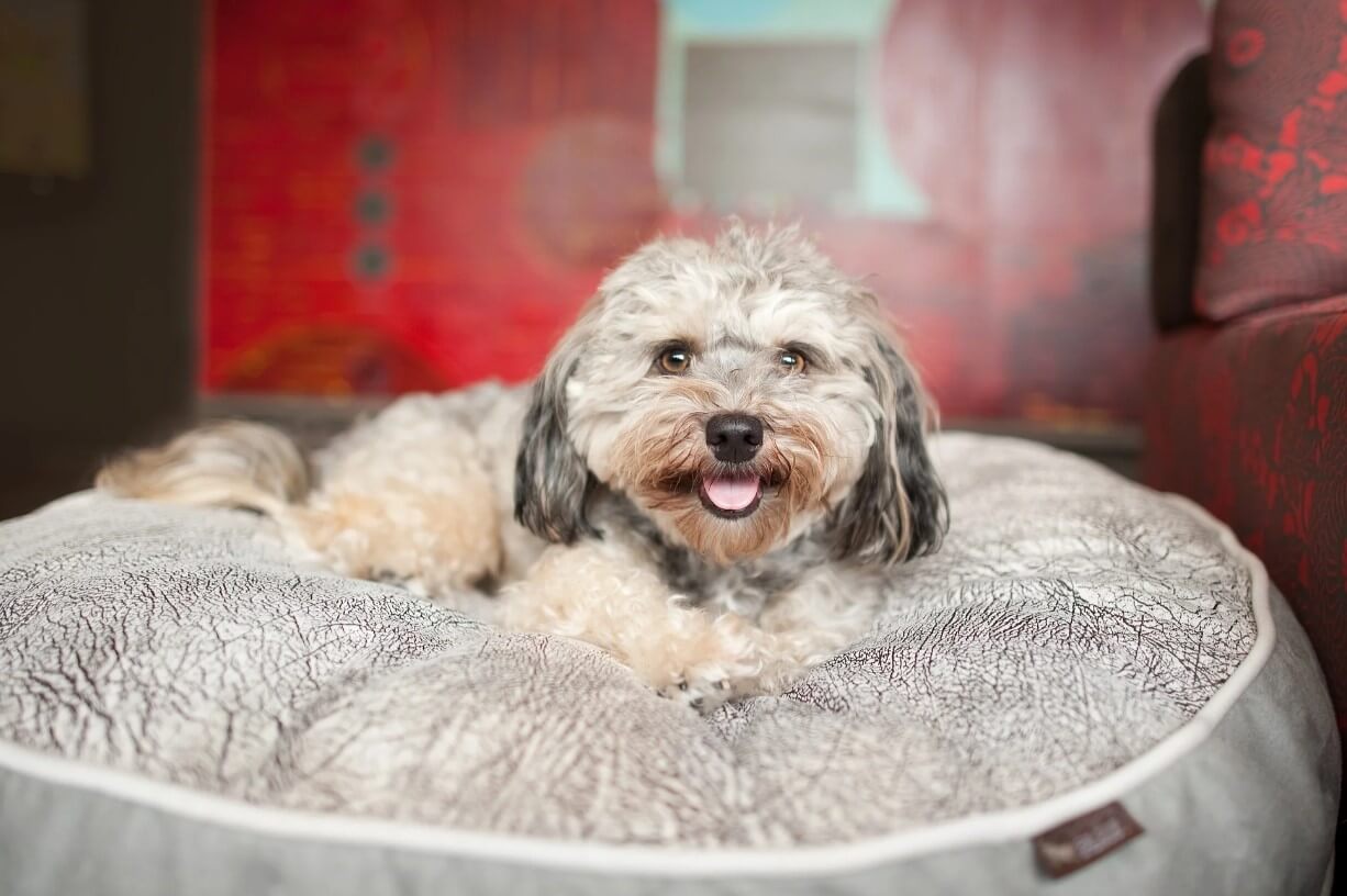 Small dog lounging on a P.L.A.Y. Savannah Round Bed with bold animal print design in a cozy living room.