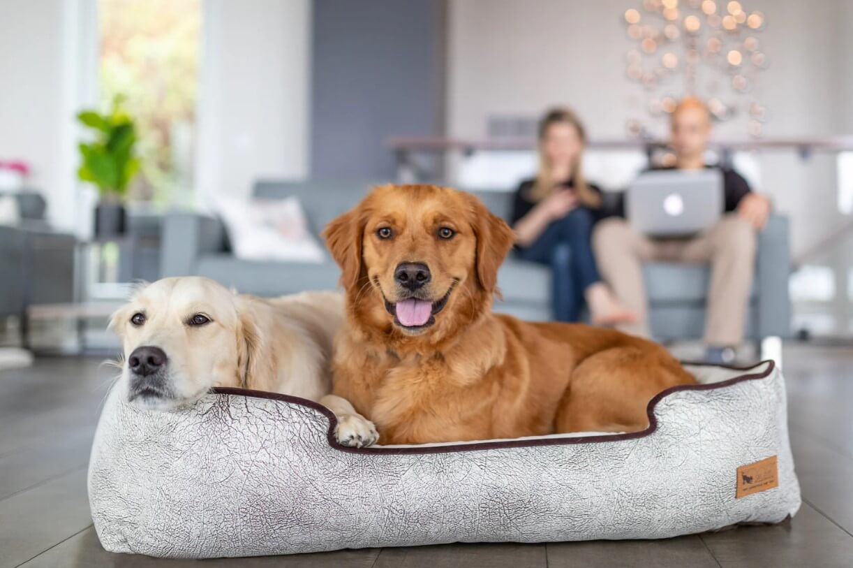 Two dogs lounging on a P.L.A.Y. Savannah Lounge Bed with their owners relaxing in the background.