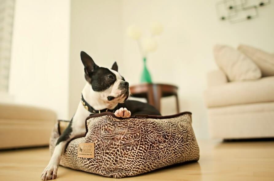 Dog lounging in P.L.A.Y. Savannah Lounge Bed with savannah print fabric and raised sides