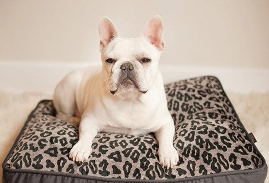 French Bulldog on P.L.A.Y. Serengeti style rectangle shaped dog bed with animal print