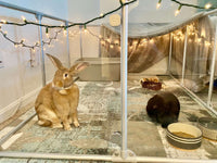 36" Tall Large Lucidium Pet Pen, GUNMETAL (Unused Return)