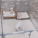 27" Tall Medium Lucidium Pet Pen, WHITE - (Unused Return)