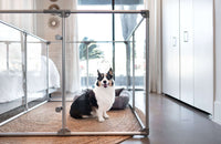 36 inch height medium dog pen in silver color with medium breed dog in bedroom